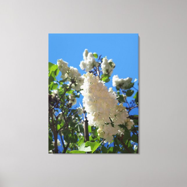 Syringa, White Lilac Blume Tree Leinwanddruck (Vorderseite)