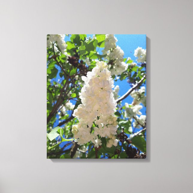 Syringa, White Lilac Blume Tree Leinwanddruck (Vorderseite)