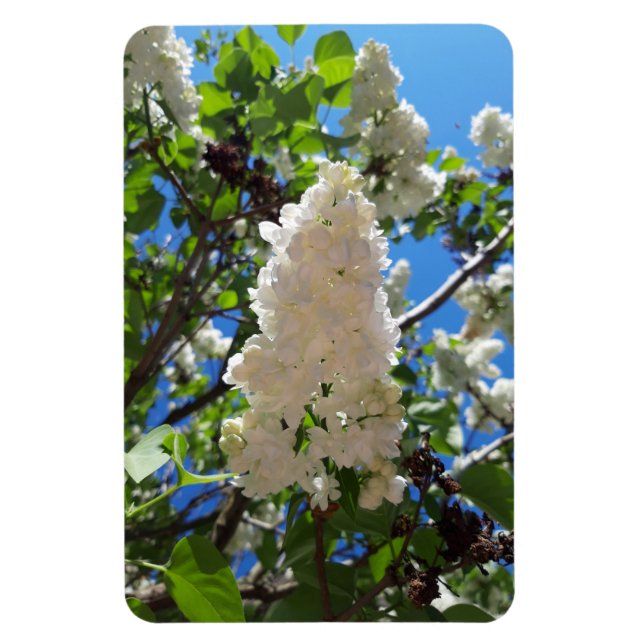 Syringa, White Lilac Blume Tree Magnet (Vertikal)