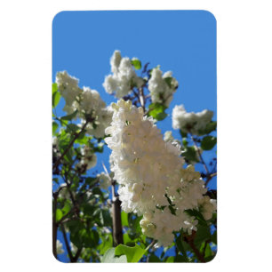 Syringa, White Lilac Blume Tree Magnet