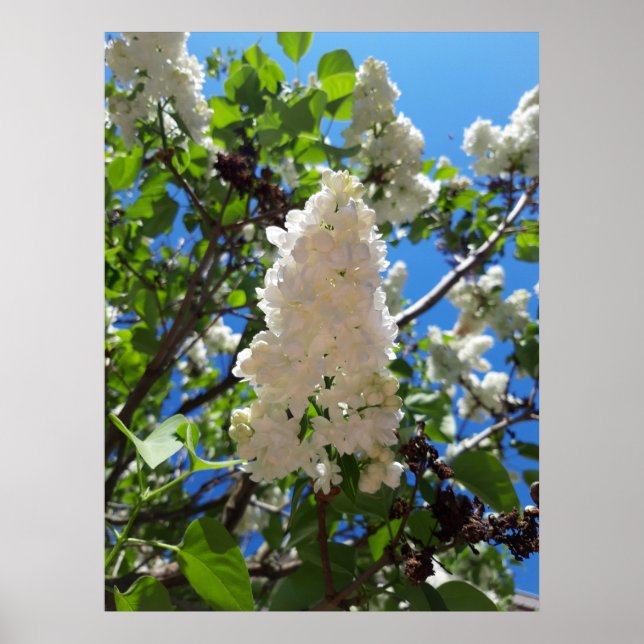 Syringa, White Lilac Blume Tree Poster (Vorne)
