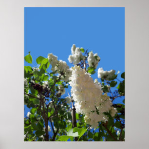 Syringa, White Lilac Blume Tree Poster