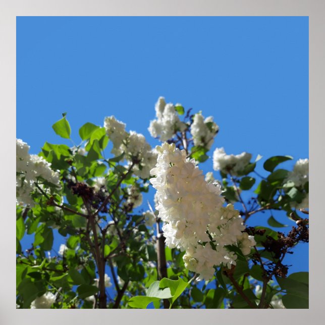 Syringa, White Lilac Blume Tree Poster (Vorne)