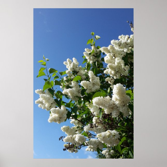 Syringa, White Lilac Blume Tree Poster (Vorne)