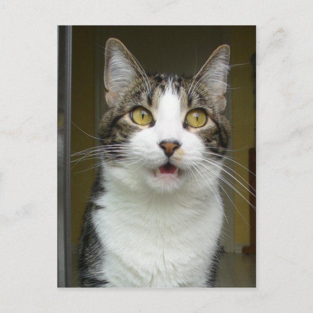 Syrus Shocked Postcard 0001 Postkarte (Vorderseite)