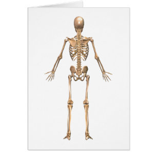 System des menschlichen Skeletts, Rückseite