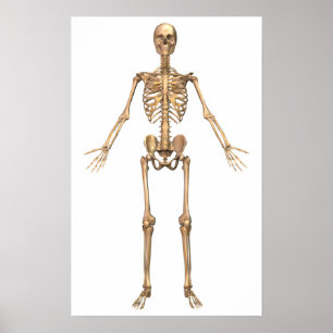 System des menschlichen Skeletts, Vorderansicht Poster