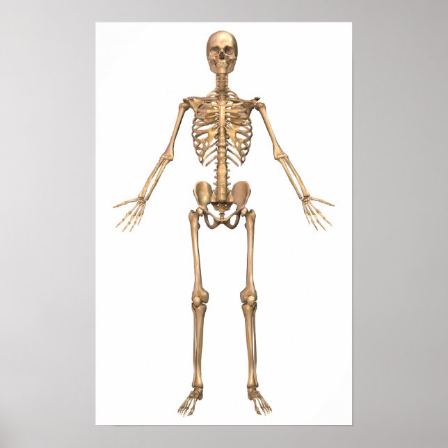 System des menschlichen Skeletts, Vorderansicht Poster (Vorne)