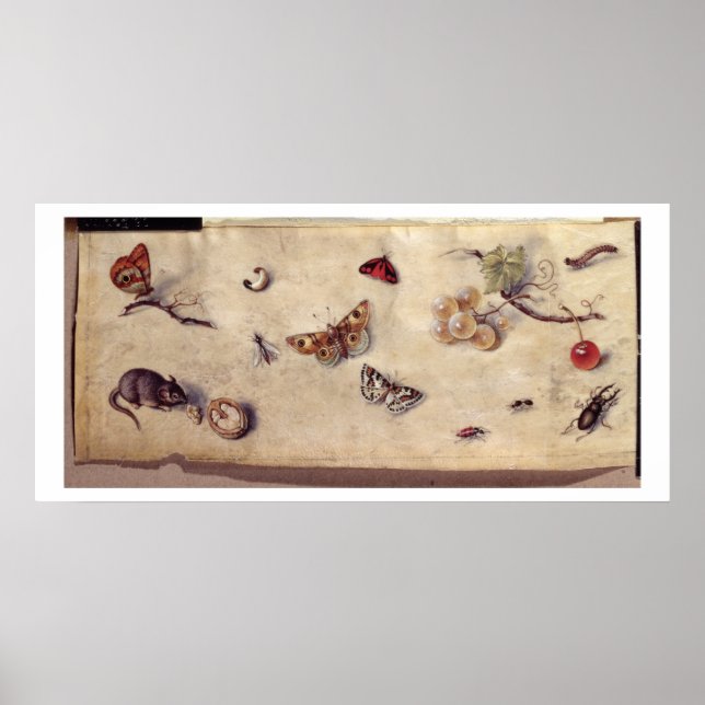 T31566 A Study of Various Insects, Fruit and Anima Poster (Vorne)