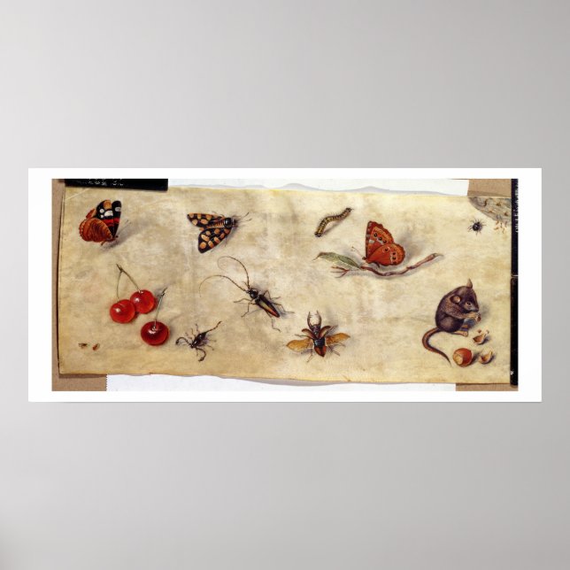 T31567 A Study of Various Insects, Fruit and Anima Poster (Vorne)
