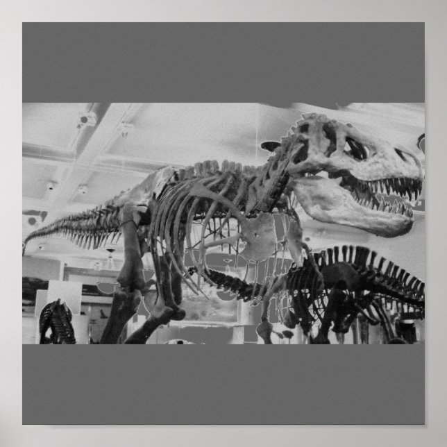 T-Rex Skeleton B+W Poster (Vorne)