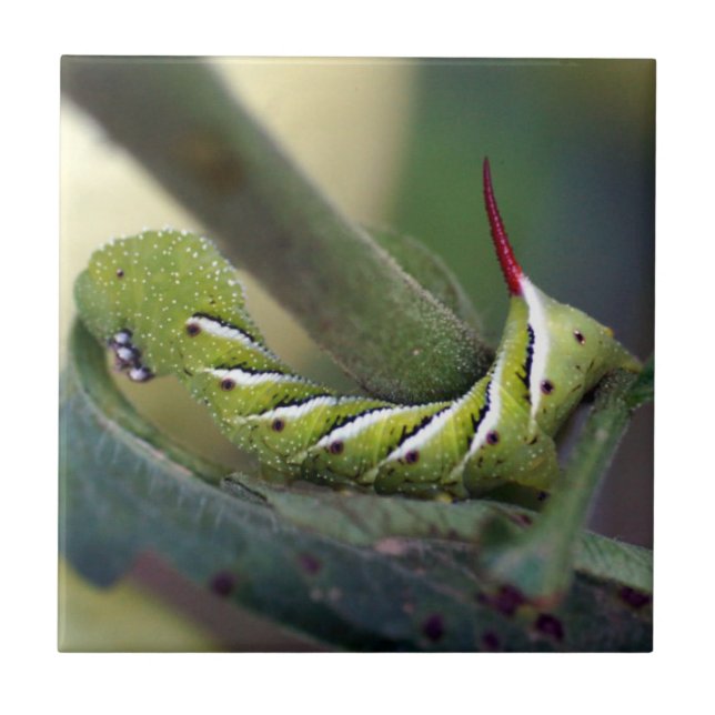 Tabak Hornworm Raupen-Keramik-Foto-Fliese Fliese (Vorderseite)