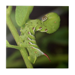 Tabak Hornworm Raupen-Keramik-Foto-Fliese Fliese