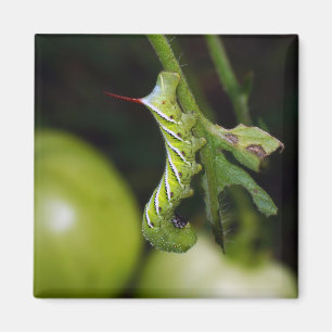 Tabak Hornworm Raupen-Magnet Magnet