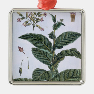 Tabak-Pflanze, Platte 7, 'von der Sammlung Ornament Aus Metall