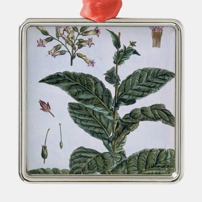 Tabak-Pflanze, Platte 7, 'von der Sammlung Ornament Aus Metall (Vorne)
