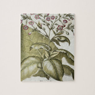 Tabak-Pflanze, vom "Hortus Eystettensis" durch B Puzzle