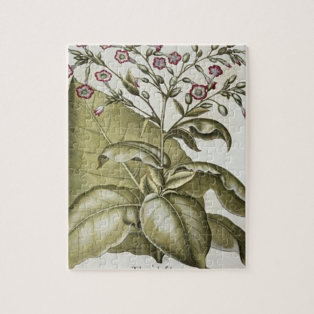 Tabak-Pflanze, vom "Hortus Eystettensis" durch B Puzzle (Vertikal)