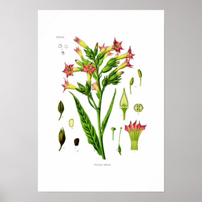 Tabak Poster (Vorne)