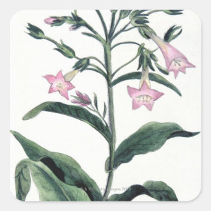 Tabak Quadratischer Aufkleber