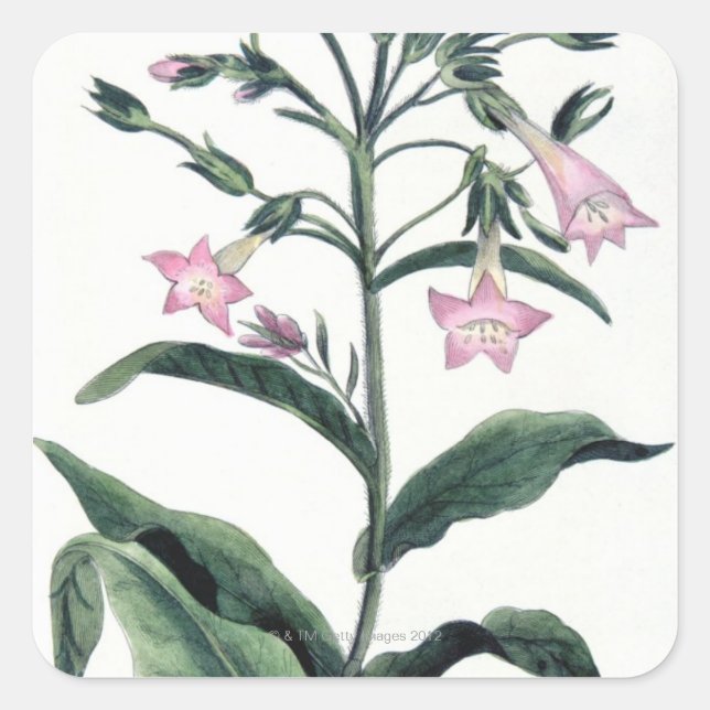 Tabak Quadratischer Aufkleber (Vorderseite)