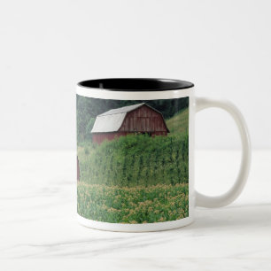 Tabakanbau und Paar roter Tabakscheunen in der Näh Zweifarbige Tasse