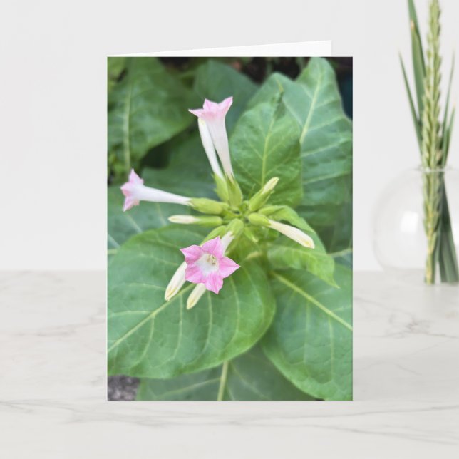 Tabakblüten Karte (Vorderseite)