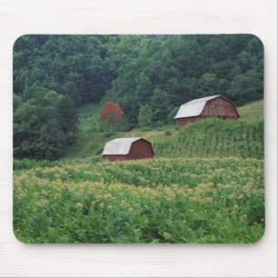 Tabakernte und Paare der roten Tabakscheunen nahe Mousepad