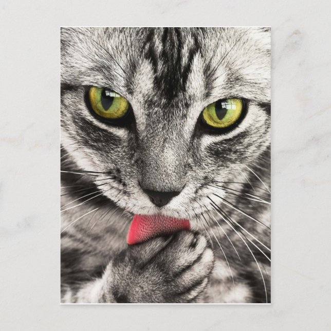 tabby-114782_1280.jpg postkarte (Vorderseite)