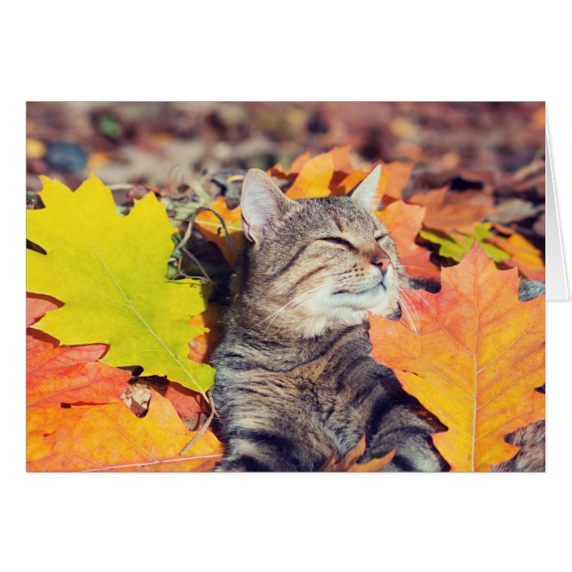 Tabby Basking in den Foliage (Vorderseite (Horizontal))