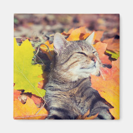 Tabby Basking in den Foliage Magnet