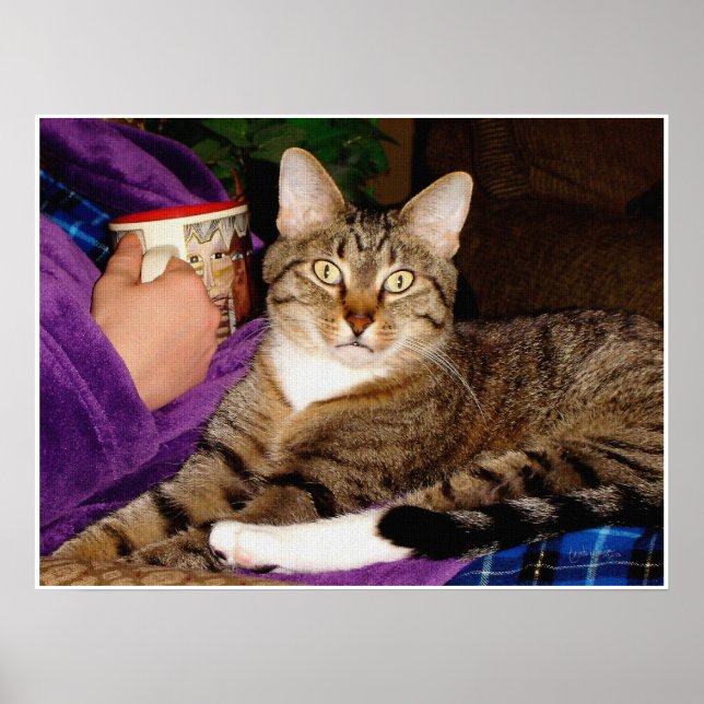 Tabby Break Poster (Vorne)