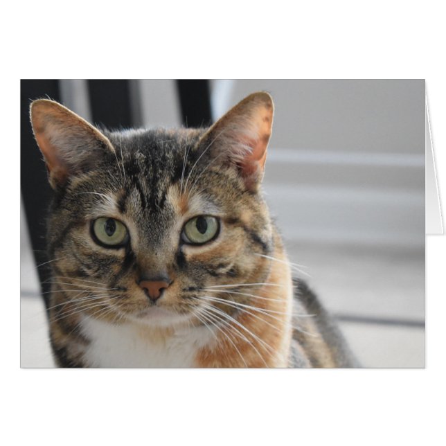 Tabby Cat (Vorderseite (Horizontal))