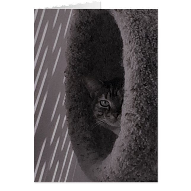 Tabby Cat (Vorne)