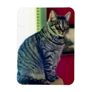 Tabby Cat 3"x4" Foto Magnet