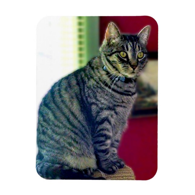 Tabby Cat 3"x4" Foto Magnet (Vertikal)