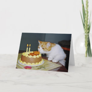Tabby Cat Birthday Grußkarte Karte