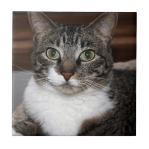Tabby Cat Blick auf Ihr Haustier-Foto Fliese