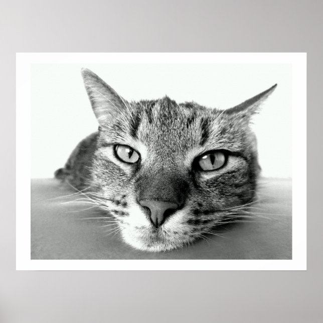 Tabby Cat Face Poster (Vorne)