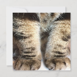 Tabby Cat Flat Card, Tabby, Tabby Legs,