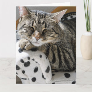 TABBY CAT FUNNY NIEDLICHE GEBURTSTAG CARD KARTE