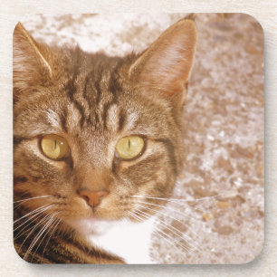 Tabby Cat Getränkeuntersetzer