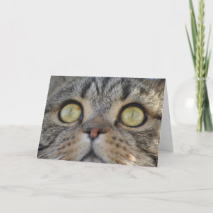 Tabby Cat - Grußkarte Karte
