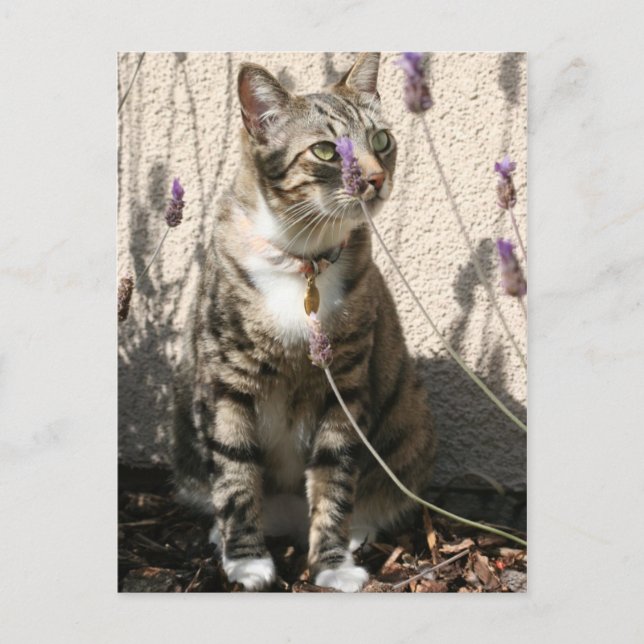 Tabby Cat in a Lavendor Bush Postkarte (Vorderseite)