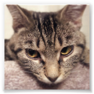 Tabby Cat-Instagram von Shirley Taylor Fotodruck