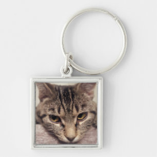 Tabby Cat-Instagram von Shirley Taylor Schlüsselanhänger