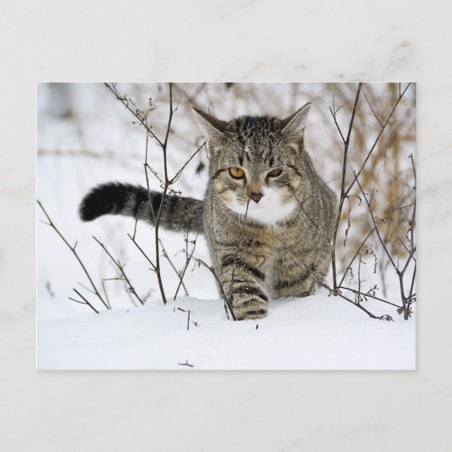 Tabby Cat Jagen im Schnee Postkarte (Vorderseite)
