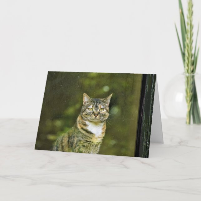 Tabby Cat, Karte (Vorderseite)