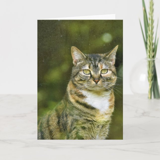 Tabby Cat, Karte (Vorderseite)