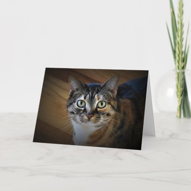 Tabby Cat, Karte (Vorderseite)